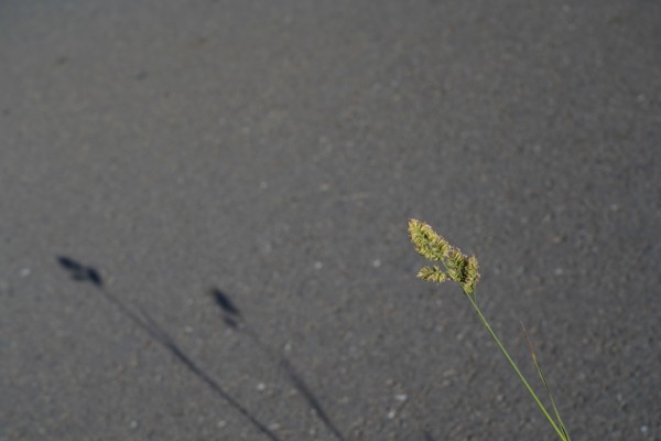 Shadows of the grass on the road