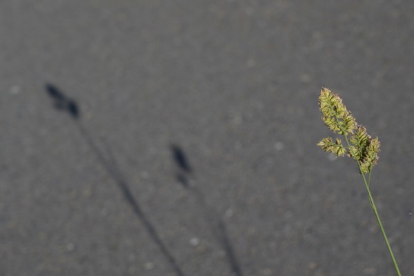 Shadows of the grass on the road