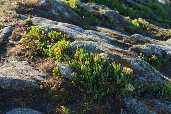 Pointe de Kermorvan, North tip of Finistère