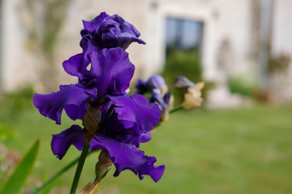 Purple iris