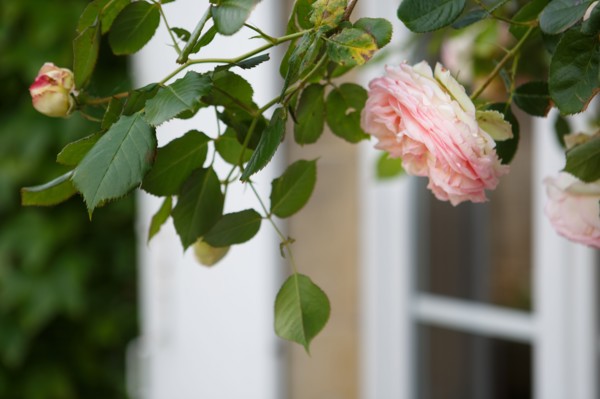 Rose pâle