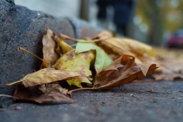 Paris, autumn leaves and gutter