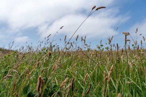 Cap Blanc-Nez (Pas-de-Calais)