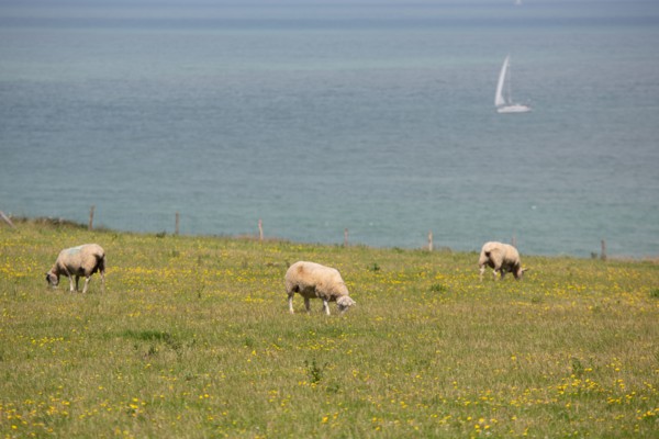 Cap Blanc-Nez (Pas-de-Calais)