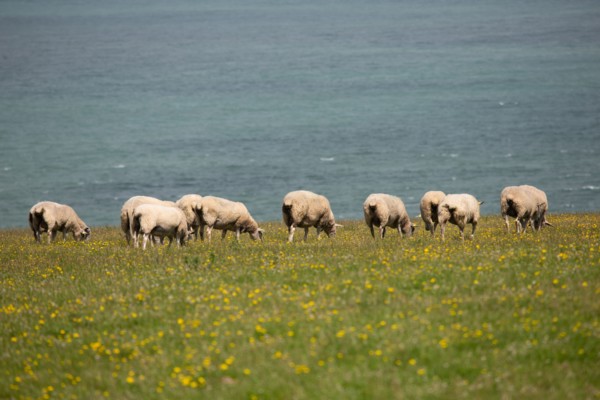 Cap Blanc-Nez (Pas-de-Calais)