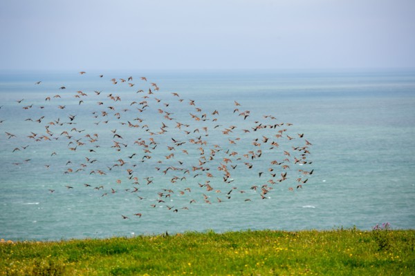 Cap Blanc-Nez (Pas-de-Calais)