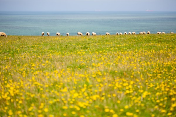 Cap Blanc-Nez (Pas-de-Calais)