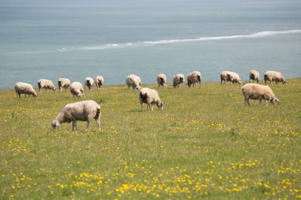 Cap Blanc-Nez (Pas-de-Calais)
