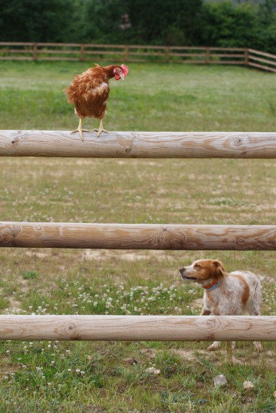 Chicken farm in Beauval en Caux
