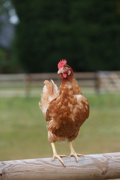 Chicken farm in Beauval en Caux