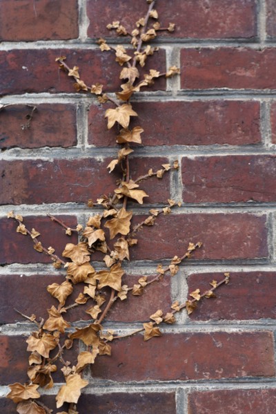 Mur en brique et lierre