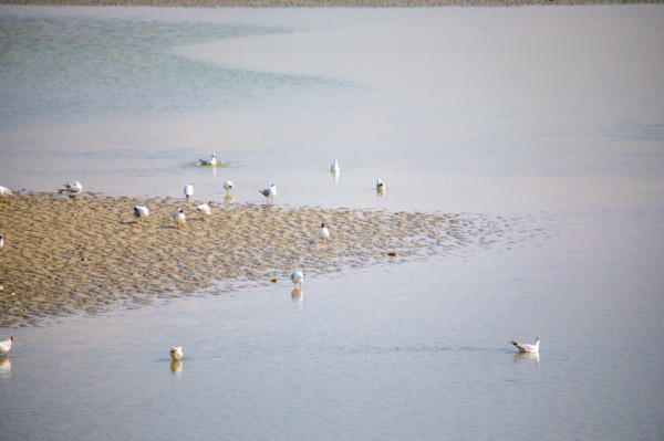 Le Crotoy, Somme