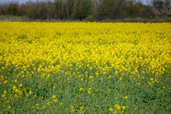 Landscape between Le Crotoy and Saint-Valery-sur-Somme