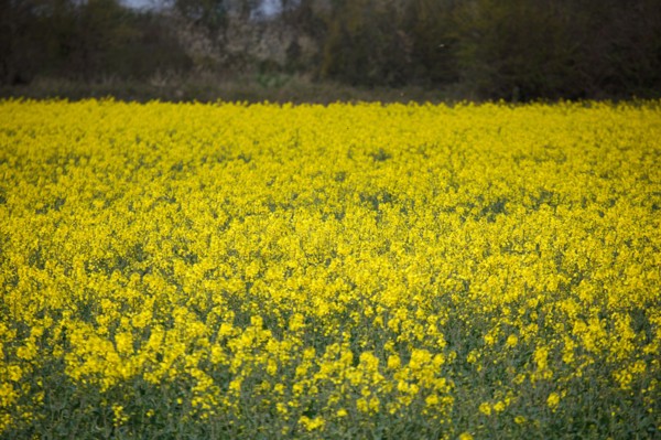Landscape between Le Crotoy and Saint-Valery-sur-Somme