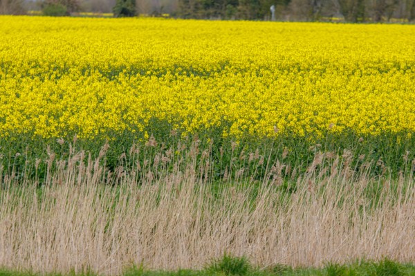 Landscape between Le Crotoy and Saint-Valery-sur-Somme