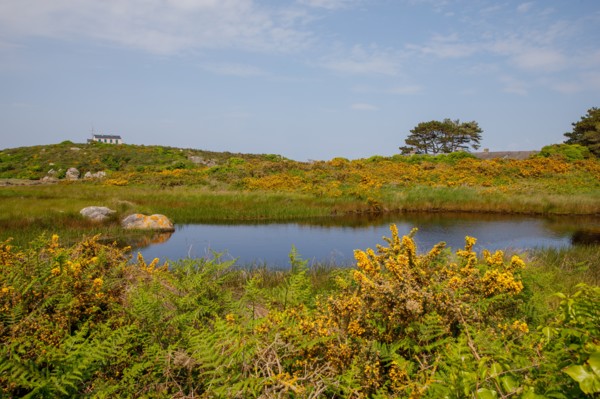 Iles Chausey, Manche
