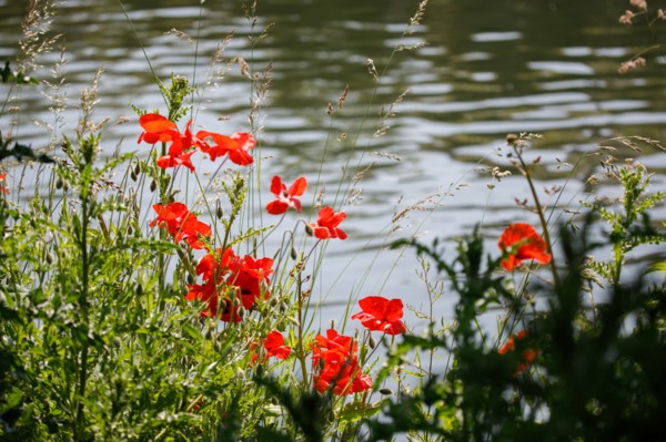 Amiens, Somme
