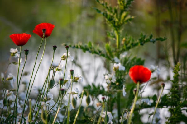 Amiens, Somme