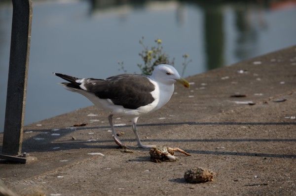 Dieppe, Seine-Maritime