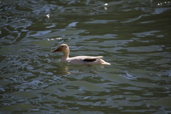 Paris, canard sur la Seine