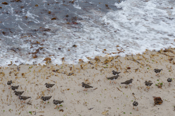 france region Bretagne, Finistère sud, Concarneau, grandes marées sur la corniche, oiseaux marins,