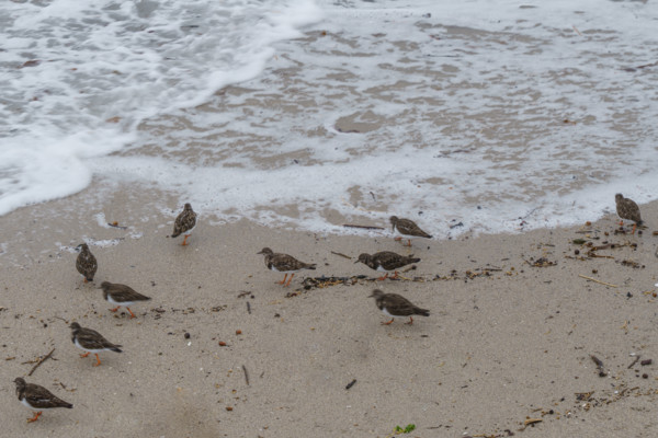 france region Bretagne, Finistère sud, Concarneau, grandes marées sur la corniche, oiseaux marins,