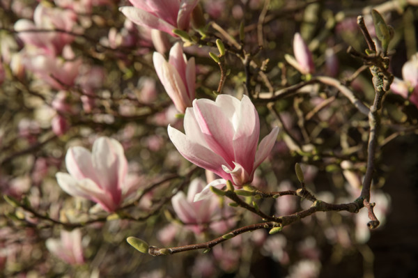 FRance, région Bretagne, Côtes d'Armor, lannion, les ursulines, magnolias