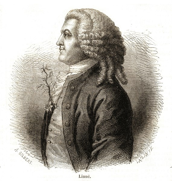 1864. Carl Linnaeus, qui portera le nom de Carl von Linné après avoir été anobli, (né le 23 mai