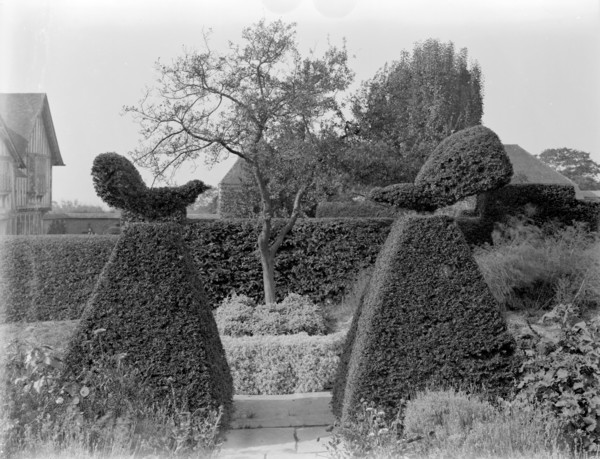 Fighting Cocks' topiary at Great Dixter, Northiam, East Sussex, 1927