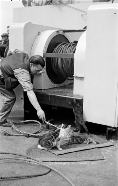 The ship's cat, c1945-c1965