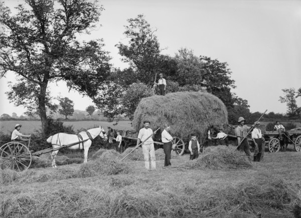 Haymaking near Byfield, Northamptonshire, 1908