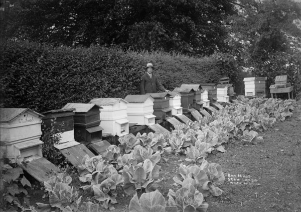 The garden of Stow Lodge, Wyck Hill, Wick Rissington, Gloucestershire, 1908