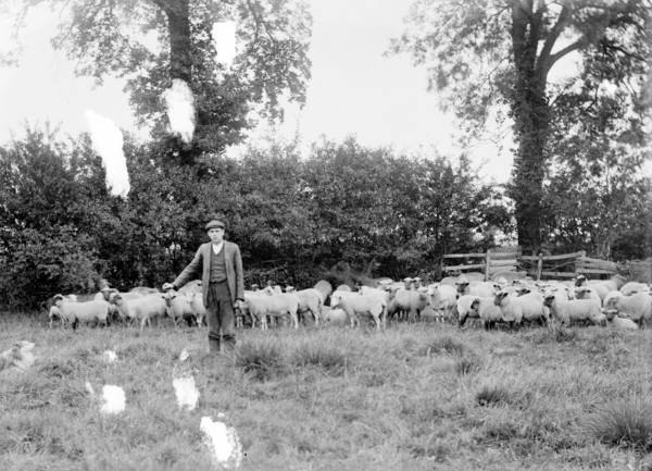 A shepherd with his flock near Hellidon, Northamptonshire, c1873-c1923