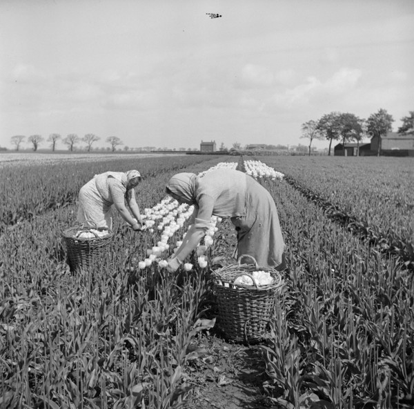 Picking tulips near Fulney, Spalding, Lincolnshire, 1951