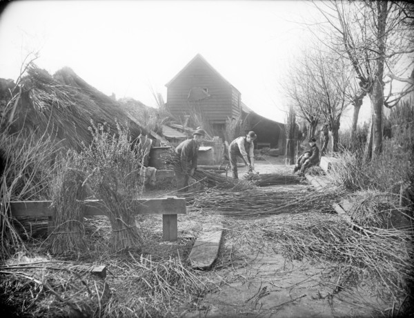 Preparing willow trees for basket making, Oxford, Oxfordshire, 1901