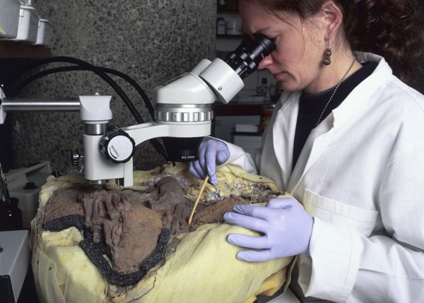 An archaeological conservator examining a skeleton. Artist: Unknown
