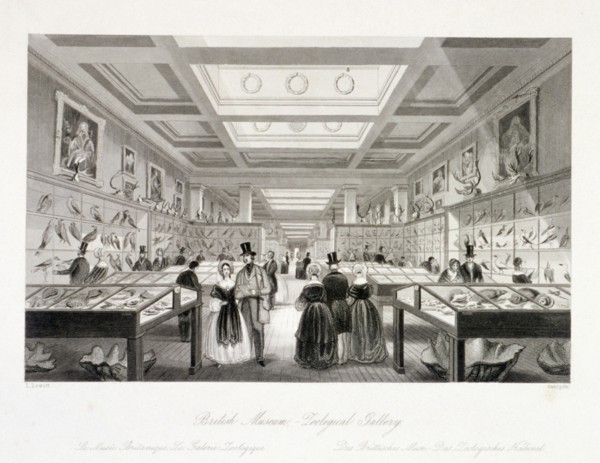 The Zoological Gallery, British Museum, Holborn, London, c1850. Artist: William Radclyffe