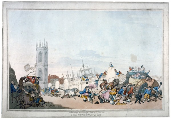 'The Overdrove ox', 1790. Artist: Anon