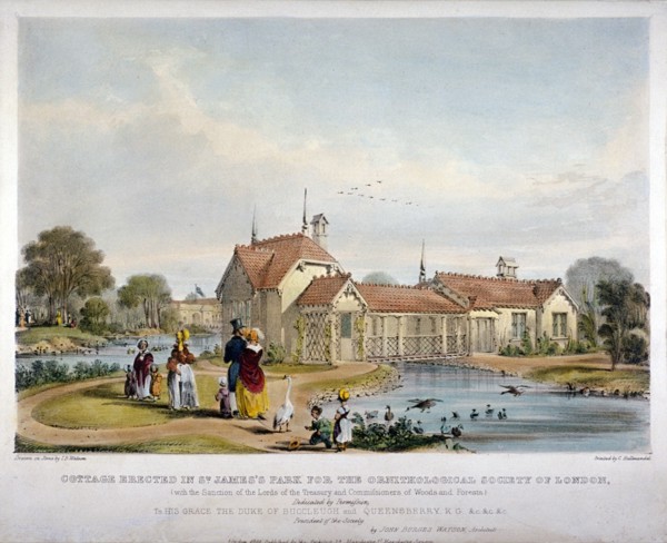 Cottage erected in St James's Park for the Ornithological Society of London, Westminster, 1844. Artist: John Burges Watson