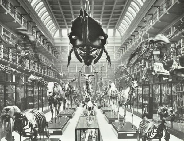 Animal skeletons at the Royal College of Surgeons, Westminster, London, 1911. Artist: Unknown.