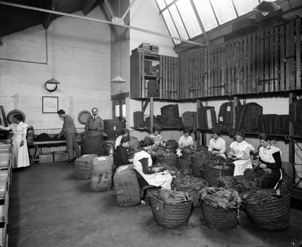 Leaf picking at the Teofani tobacco factory, Chryssel Road, Brixton, London, 1916