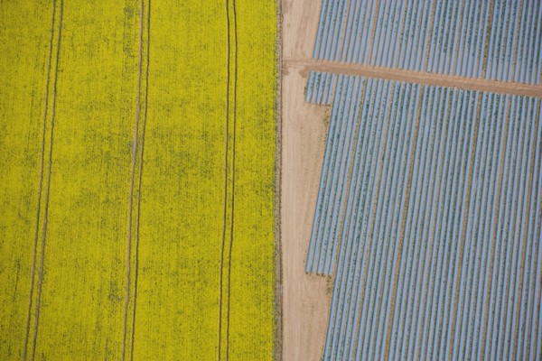 Agriculture in yellow and blue, Wood Bevington Farm, Salford Priors, Warwickshire, 2007