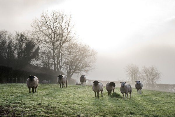 Inquisitive sheep, Herefordshire, 2017