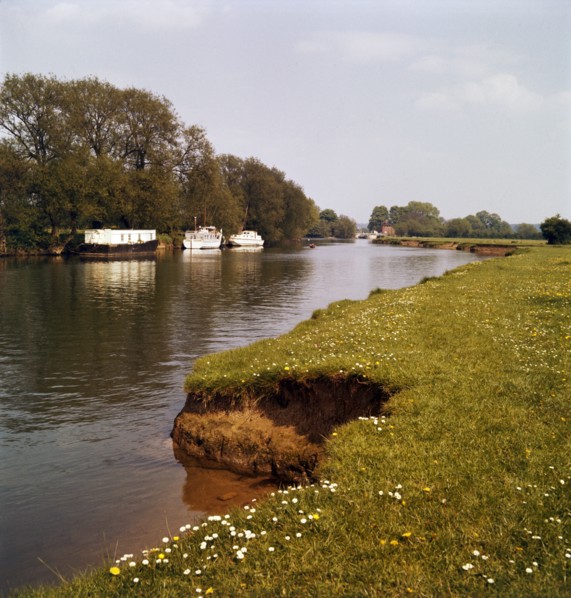 Riverbank with daisies, West Berkshire, late 1960s or early 1970s