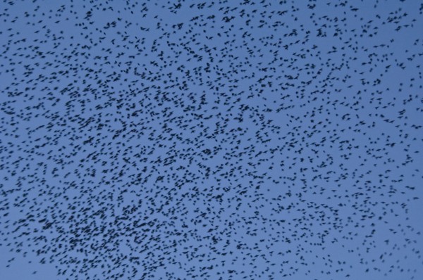 Murmuration of starlings at dusk over Gloucester Docks, Gloucestershire, 2009