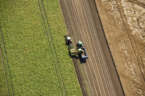 Harvesting, Glinton, Peterborough, Cambridgeshire, c2010s(?)