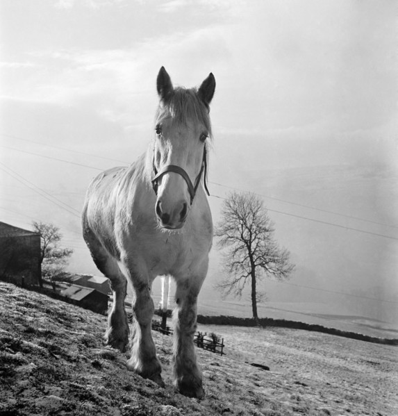 Heavy horse on the slope of a field in the Pennines, West Yorkshire, c1955