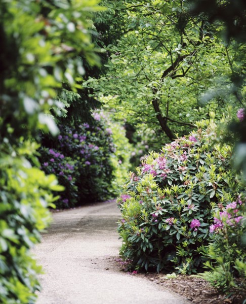 Flowering rhododendrons, gardens of Witley Court, Great Witley, Worcestershire, c2000-c2017