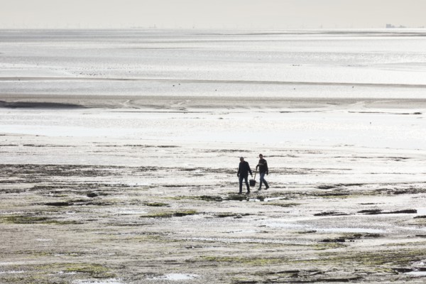 Cockle pickers at low tide, Morecambe Bay, Lower Holker, Cumbria, 2017