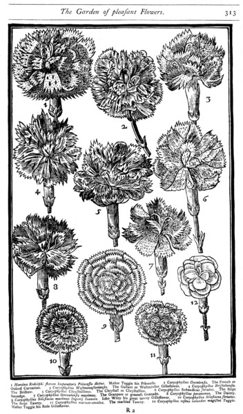 Dianthus (Carnations and Pinks), 1629. Artist: Unknown